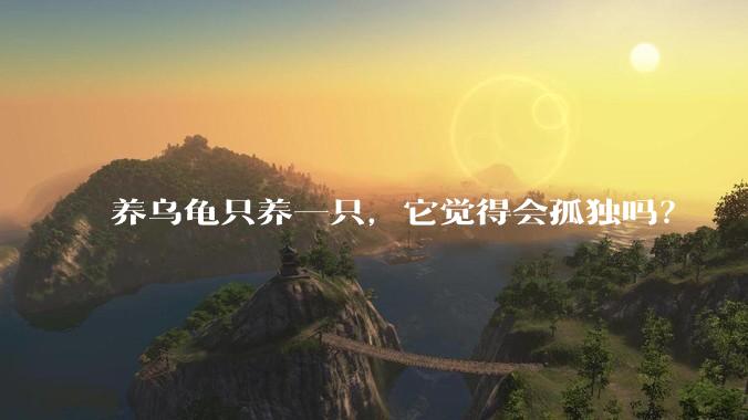 养乌龟只养一只，它觉得会孤独吗？